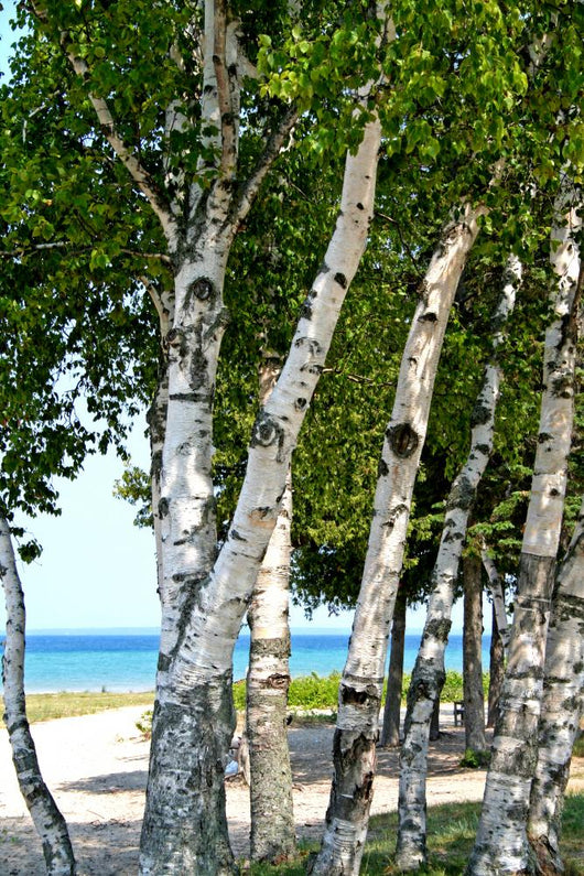 Trees Lake Shore