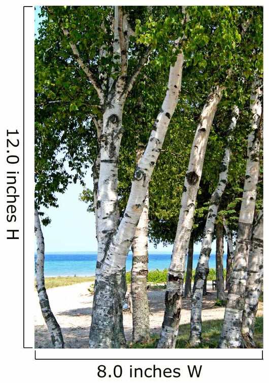 Trees Lake Shore