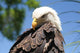 Bald Eagle 2 Wall Decal