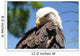 Bald Eagle 2 Wall Decal