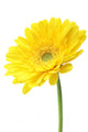 Yellow Garbera Daisies White Wall Decal