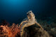 Hawksbill Turtle Red Sea
