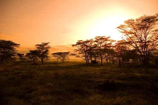 African Sunrise Wall Decal