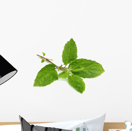 Medicinal holy basil or tulsi leaves Wall Decal