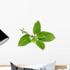 Medicinal holy basil or tulsi leaves Wall Decal