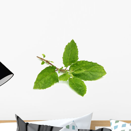 Medicinal holy basil or tulsi leaves Wall Decal