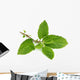 Medicinal holy basil or tulsi leaves Wall Decal