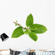 Medicinal holy basil or tulsi leaves Wall Decal