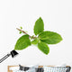 Medicinal holy basil or tulsi leaves Wall Decal