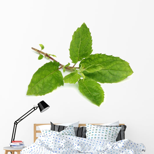 Medicinal holy basil or tulsi leaves Wall Decal