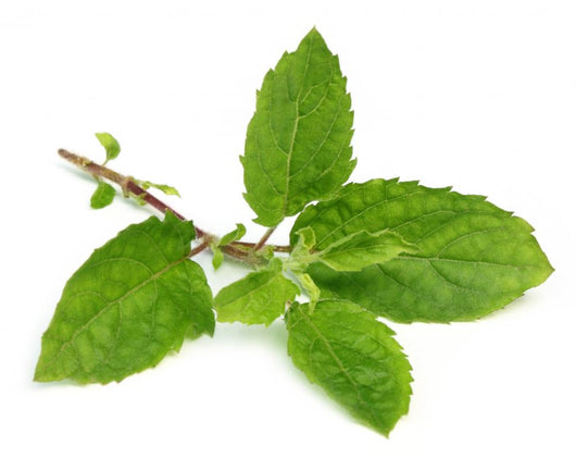 Medicinal holy basil or tulsi leaves Wall Decal