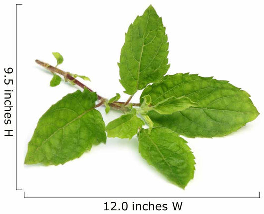 Medicinal holy basil or tulsi leaves Wall Decal