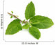 Medicinal holy basil or tulsi leaves Wall Decal