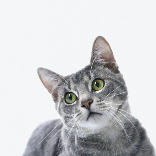 Gray Striped Cat Wall Decal