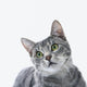 Gray Striped Cat Wall Decal