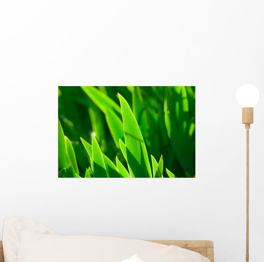 Grass