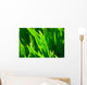 Grass