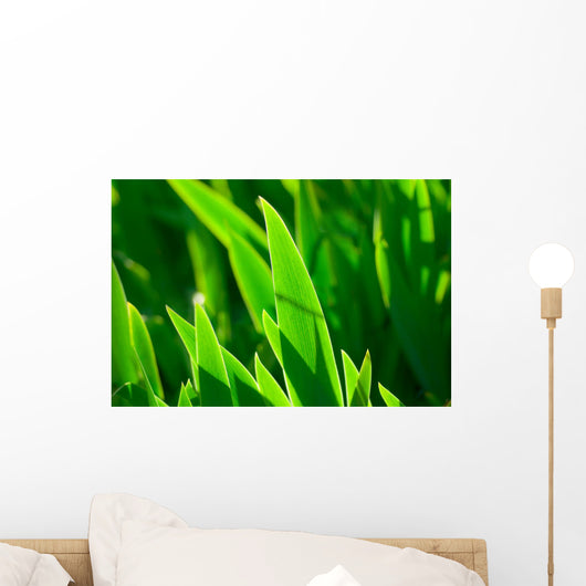 Grass