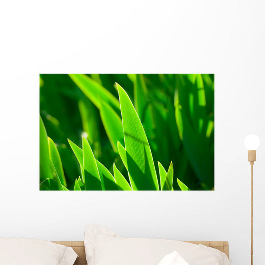Grass