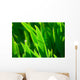 Grass