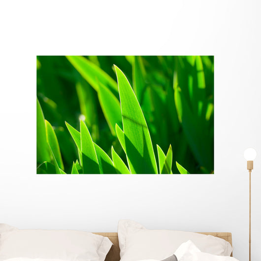 Grass