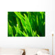 Grass