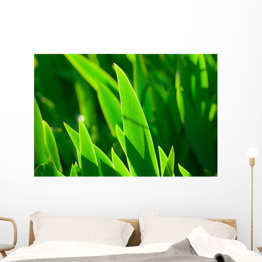 Grass