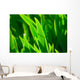 Grass