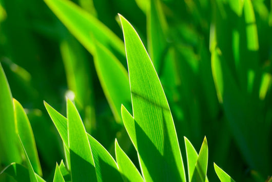 Grass