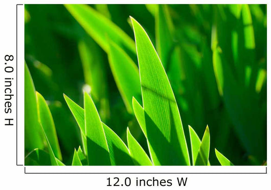 Grass