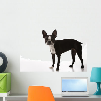 Boston Terrier Dog Wall Decal shown on a wall