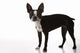 Boston Terrier Dog Wall Decal