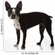 Boston Terrier Dog Wall Decal