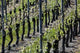 Vignoble D'alsace Wall Decal