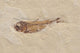 Knigthia Fossil