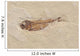 Knigthia Fossil