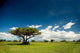 African Tree Wall Decal