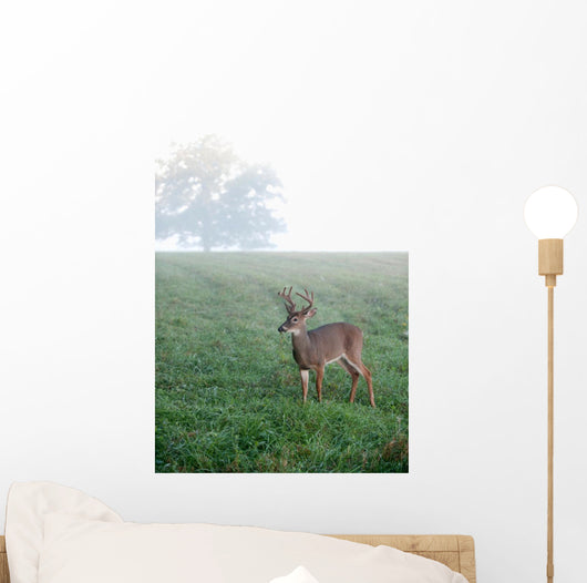 Whitetail Buck Foggy Morning