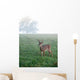 Whitetail Buck Foggy Morning
