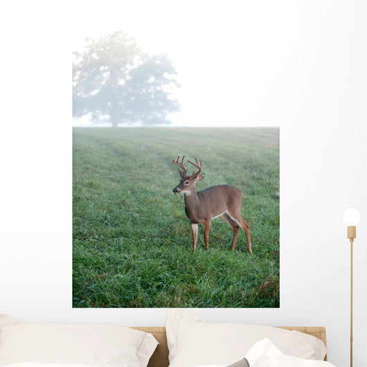 Whitetail Buck Foggy Morning
