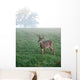 Whitetail Buck Foggy Morning