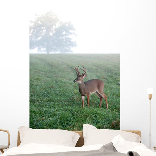 Whitetail Buck Foggy Morning