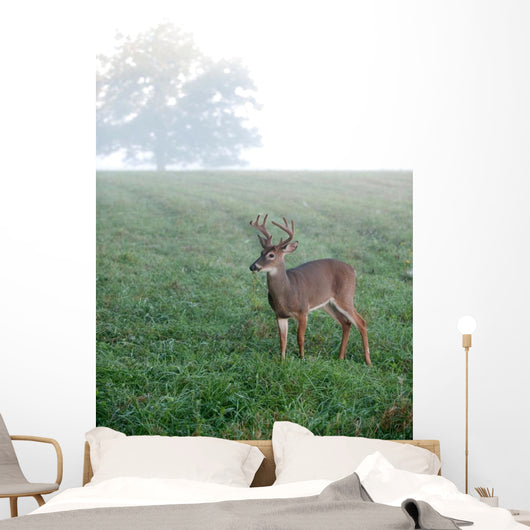 Whitetail Buck Foggy Morning