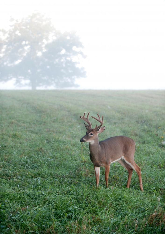 Whitetail Buck Foggy Morning