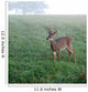 Whitetail Buck Foggy Morning