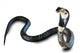 Cobra Snake Wall Decal