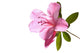 Azalea Backlit Wall Decal