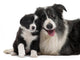 Border Collies Interacting Wall Decal