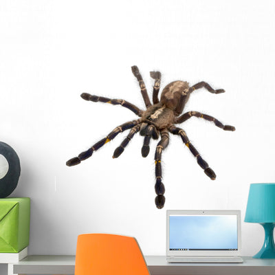 Tarantula Spider Wall Decal shown on a wall