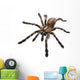 Tarantula Spider Wall Decal